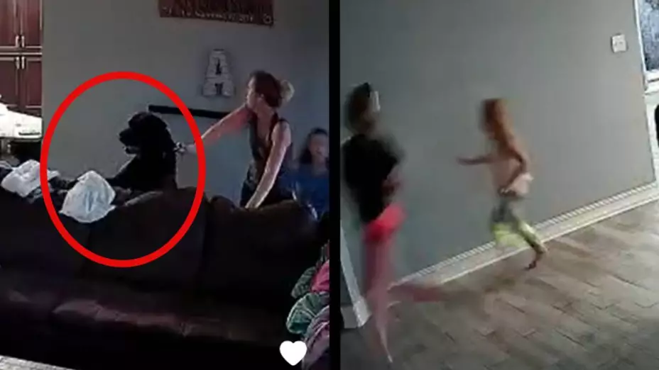 perro ataca a un niño de 5 años