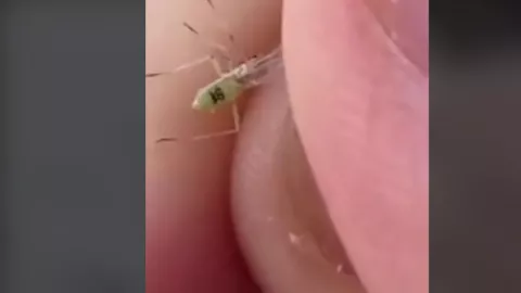 Mosquitos con número de serie en el mundo