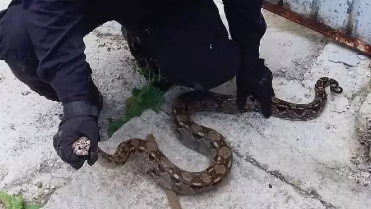¡Alarma! Serpiente aparece en plena calle de Progreso; así fue capturada