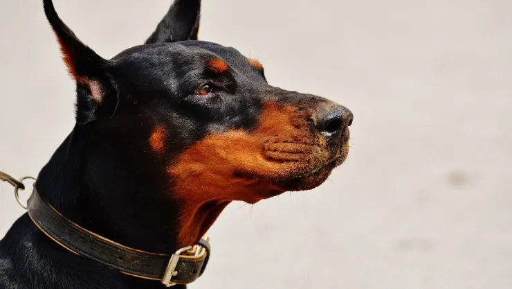 ¡Riesgo en la ciudad! Detectan primer caso de gusano barrenador en un perro