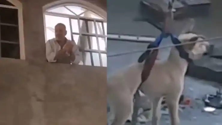 perros maltratados