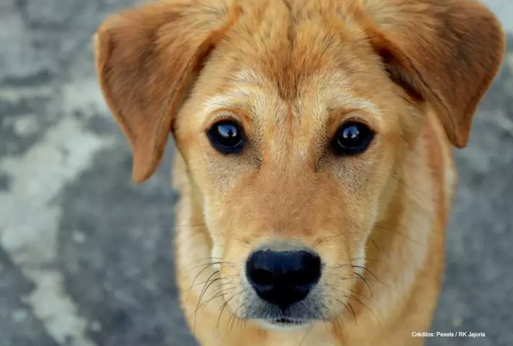 perro ataca gemelas.jpg