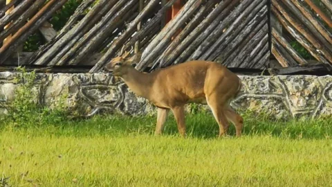 ¡increíble! Fotografían a un venado en glorieta de Cancún