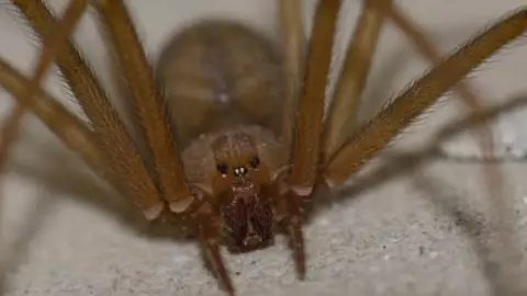 ¿Es Yucatán? Este es el estado que suma MÁS mordeduras de la araña violinista en lo que va de 2025