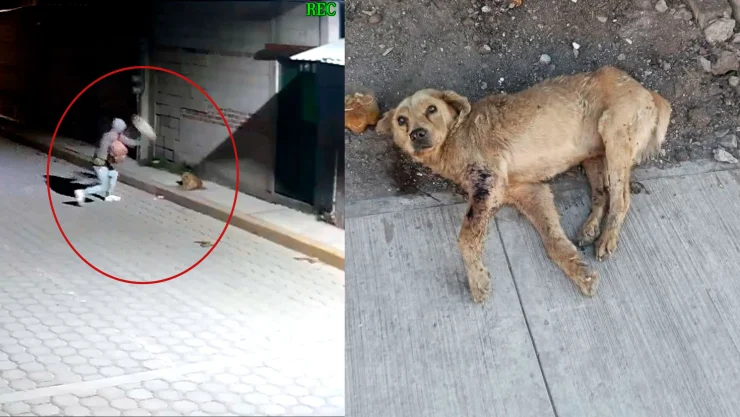 Caso “Huesitos": Perrito atacado con piedra y pistola de pintura en Santiago Miahuatlán