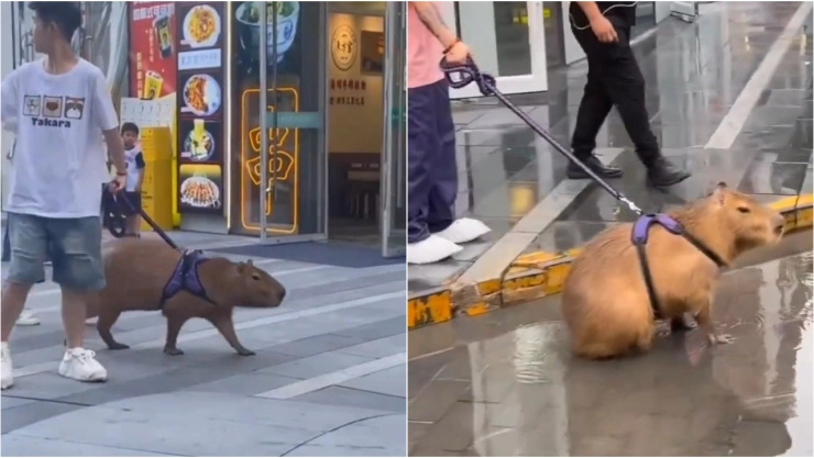 VIDEO_ ¡Capi, ba! Hombre saca a pasear a su mascota capibara y se hace viral en redes