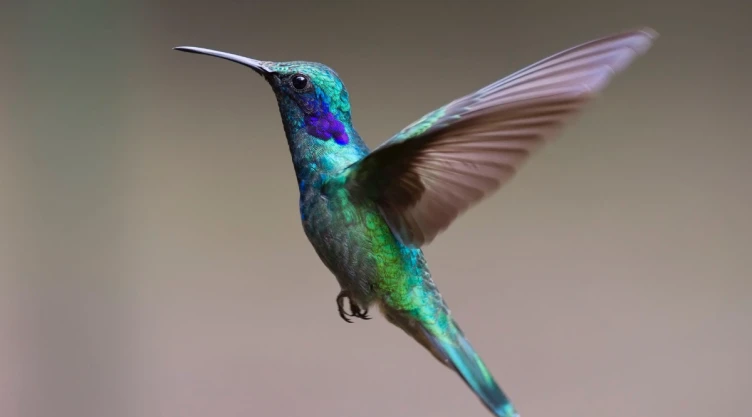 colibri.png