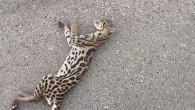 Atropellan a tigrillo en Mahahual, internautas piden mayor precaución a conductores