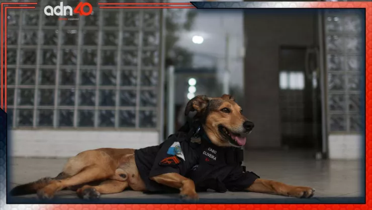 Denuncian envenenamiento masivo de perros y gatos en Yucatán