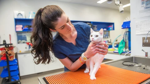 Día Nacional del Médico Veterinario Zootecnista.
