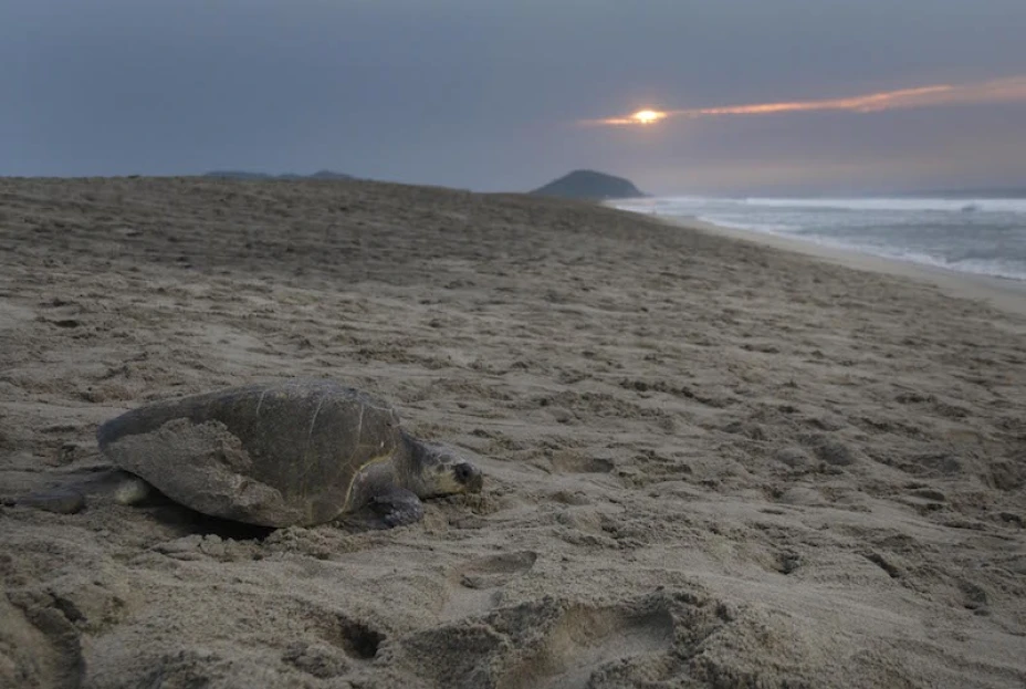 Tortuga Golfina