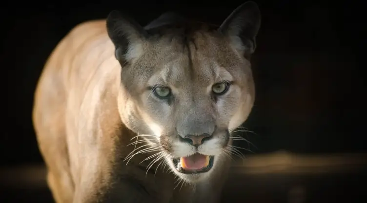 pumas ejido contreras durango.jpg