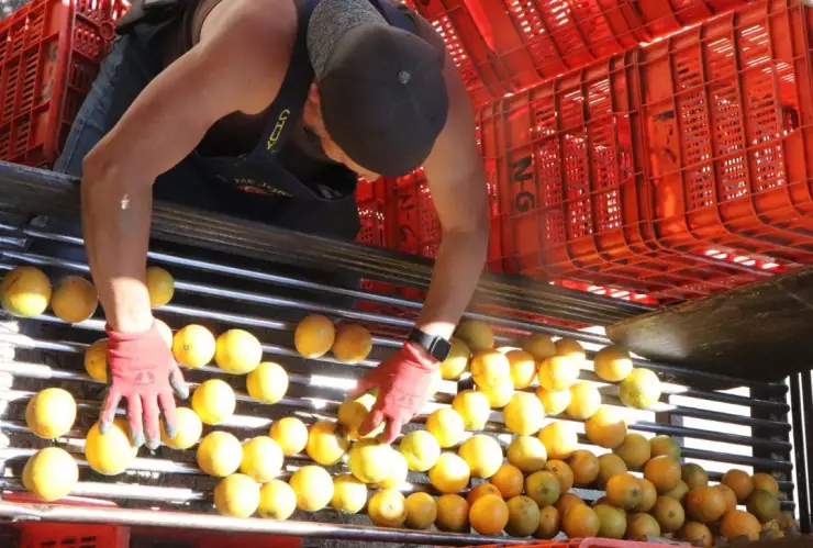 Precios de frutas y verduras en la Central de Abasto durante febrero de 2025