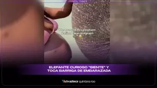 ¡MOMENTO TIERNO! Elefante curioso “siente” al bebé y toca la barriga de una embarazada (VIDEO VIRAL)