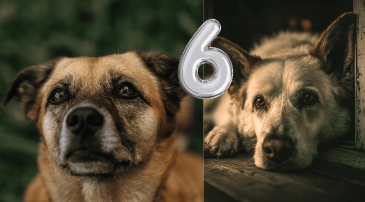 6 hábitos que te ayudarán a alargar la vida de tu mascota.png