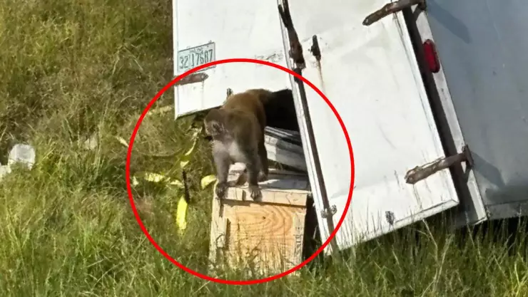 vuelca camión con monos