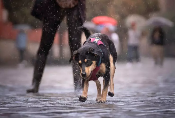 Cuidar a mi mascota en lluvias
