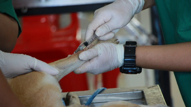 Peluquero se hace pasar por veterinario y mata a perrita