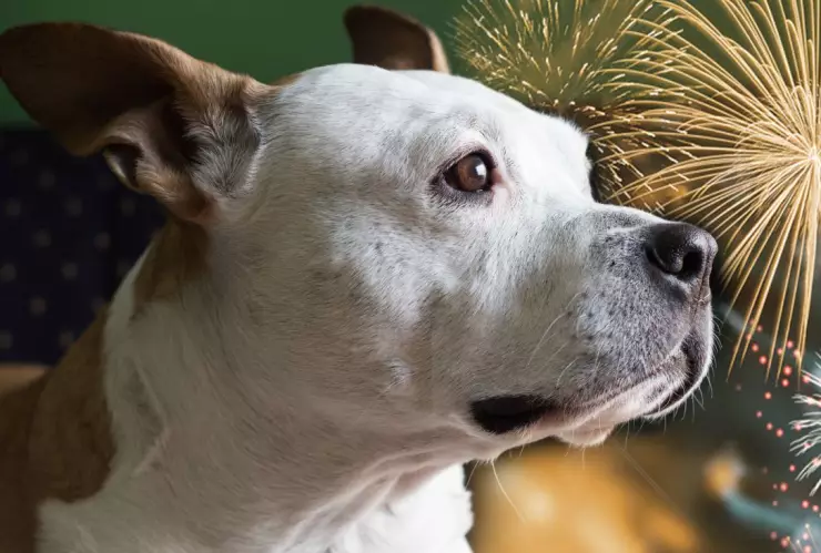 Cómo reducir el estrés por pirotecnia en las mascotas