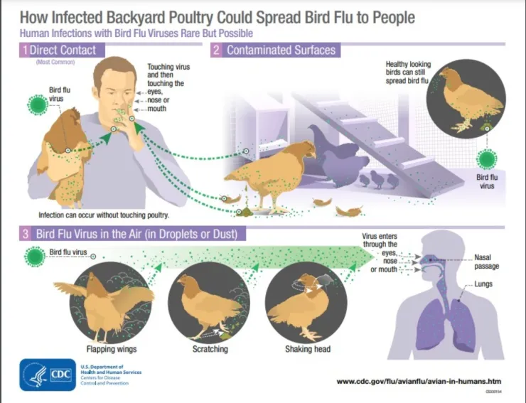 gripe-aviar-cdc-h5n1.jpg