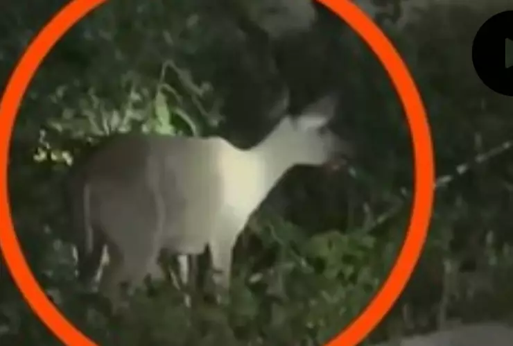 PORTADA venado en Yucatán.jpg