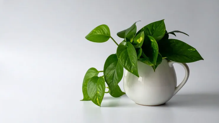 plantas
