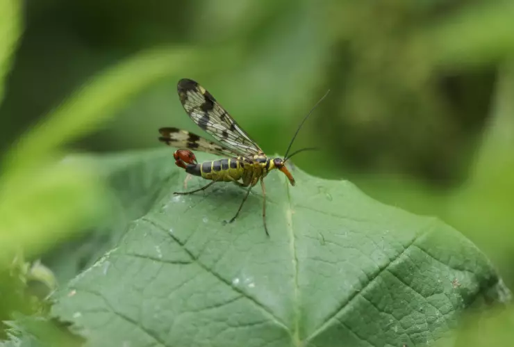 Temporada de alacrán con alas 2025