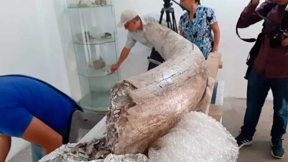 Dan a conocer hallazgo de restos de un mamut en Puebla