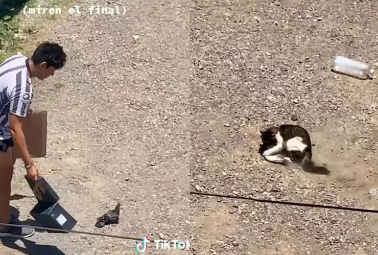 Gato se come a paloma recién liberada.