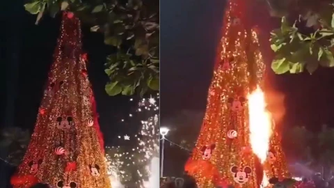árbol arde en llamas