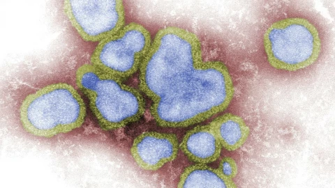 Norovirus.png