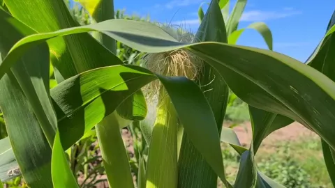 Siembras de maíz en Sinaloa