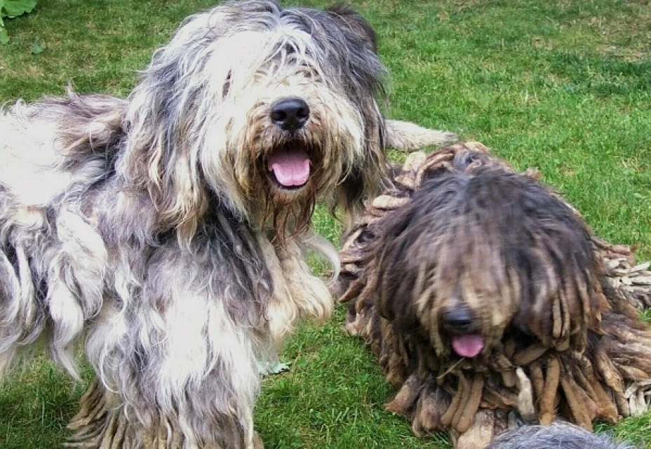 La raza Bergamasco es una de las consideradas por el American Kennel Club