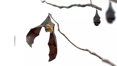 mordida de murcielago