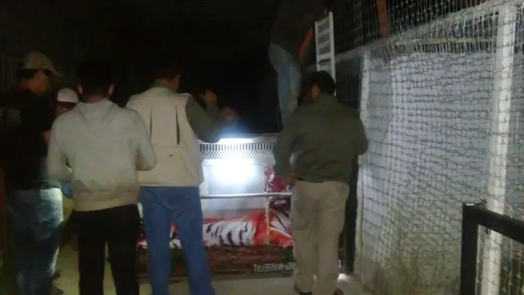 Traslado felinos