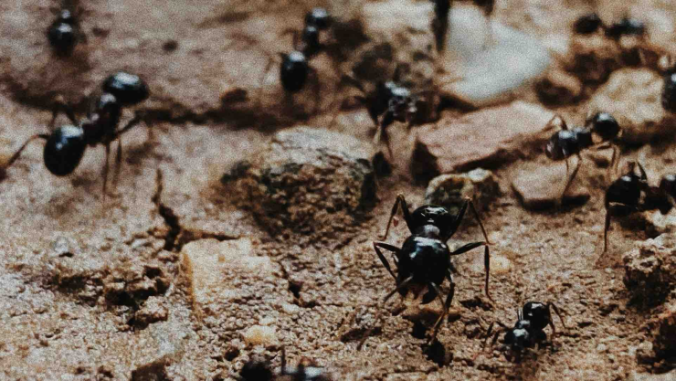 feng-shui-esto-dice-sobre-plagas-hormigas-casa