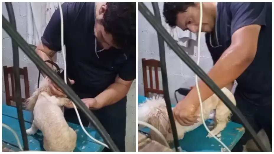 Maltrato animal en estética de Yucatán
