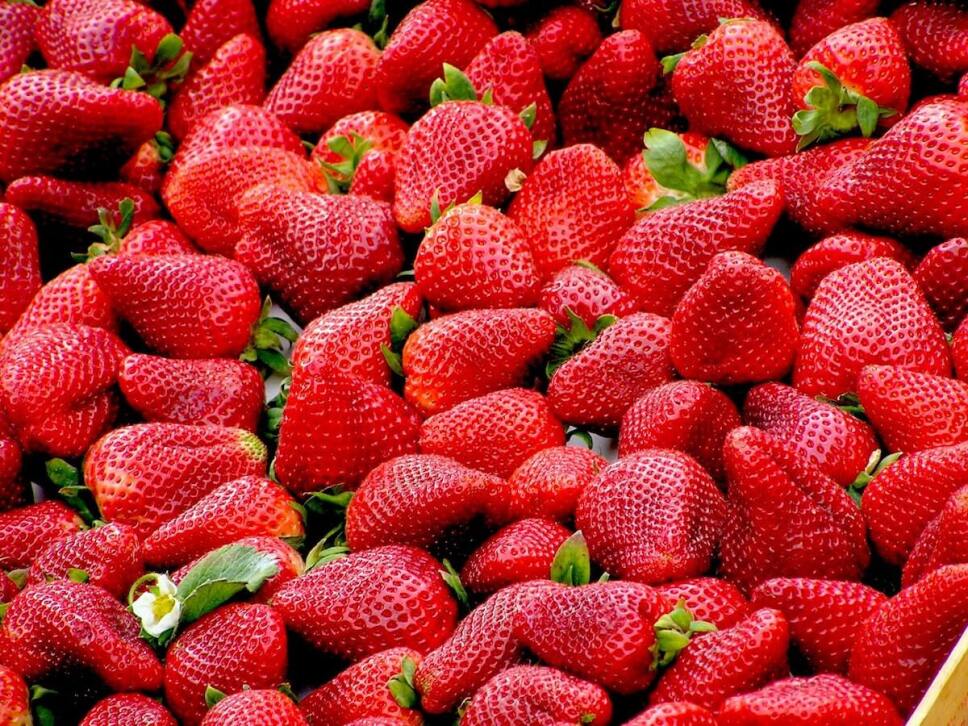 fresas para perder peso