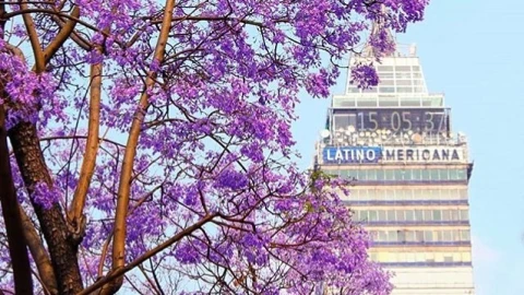 jacarandas.jpg