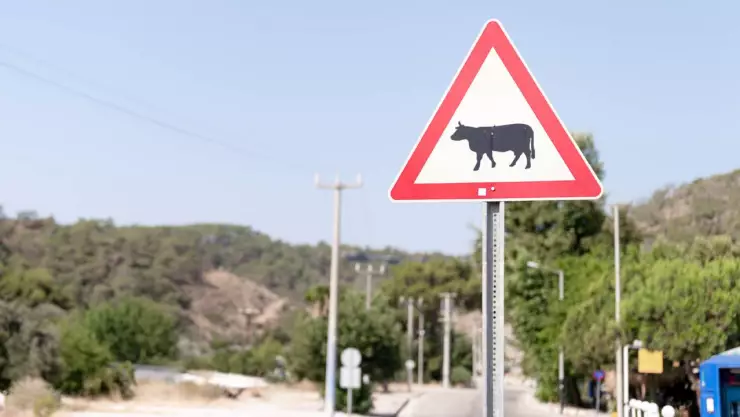 Señal de vacas resguardadas