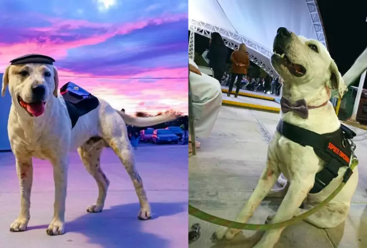 Matan a balazos a Ingeniero, perro adoptado por alumnos en Puebla