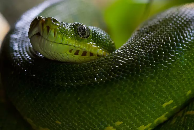 ¡Sin electricidad en Yucatán! Boa dejó sin luz a decenas de colonias en Mérida