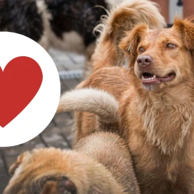 /Mascotas/adiestrador-canino-perros-callejeros-necesitan-amor-necesitas-entrenarlos