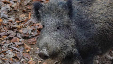 Jabalíes en Zapopan Así fueron captados comiendo basura en calles de Valle de los Molinos