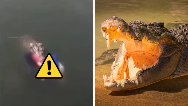 El reptil medía más de tres metros, según testigos del ataque ocurrido