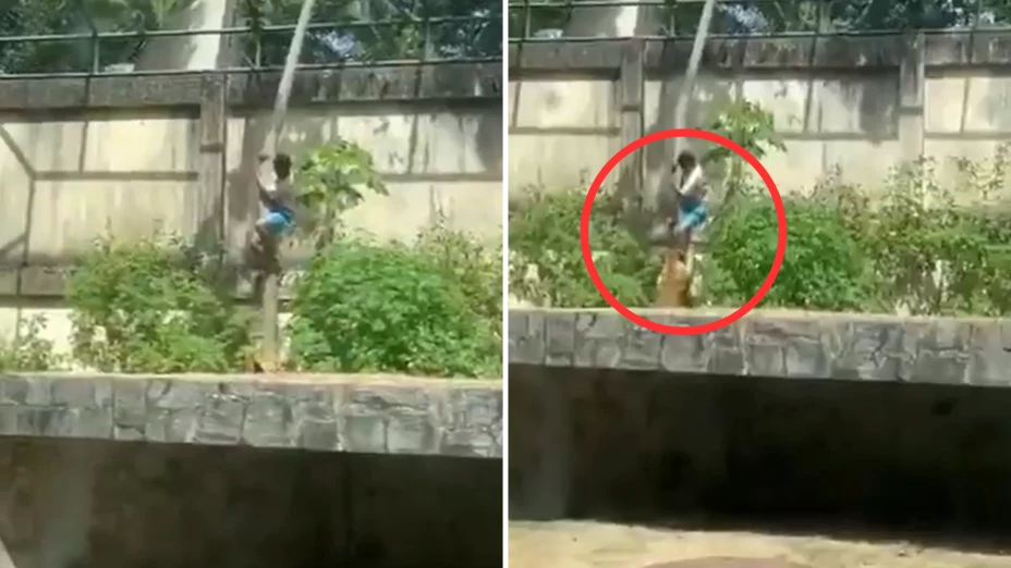 Leona devora a un hombre.png