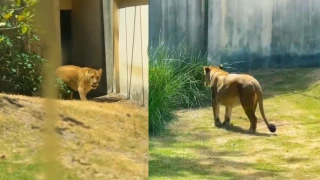 Leona en el Zoológico de Brasil