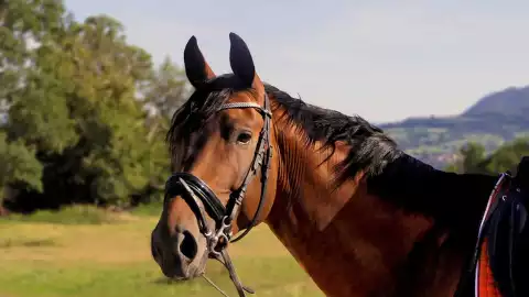 obligan caballo beber champagne.jpg