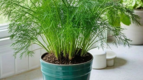 planta perejil en cocina ventana