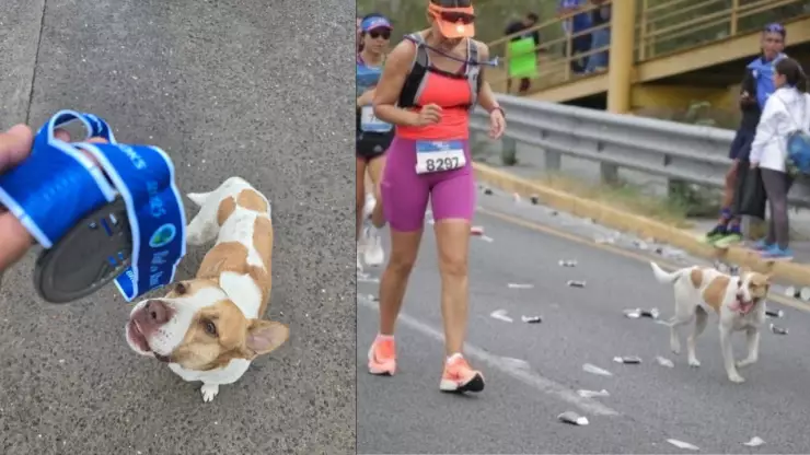 Perro callejero corre maratón en Monterrey y lo buscan para adoptarlo